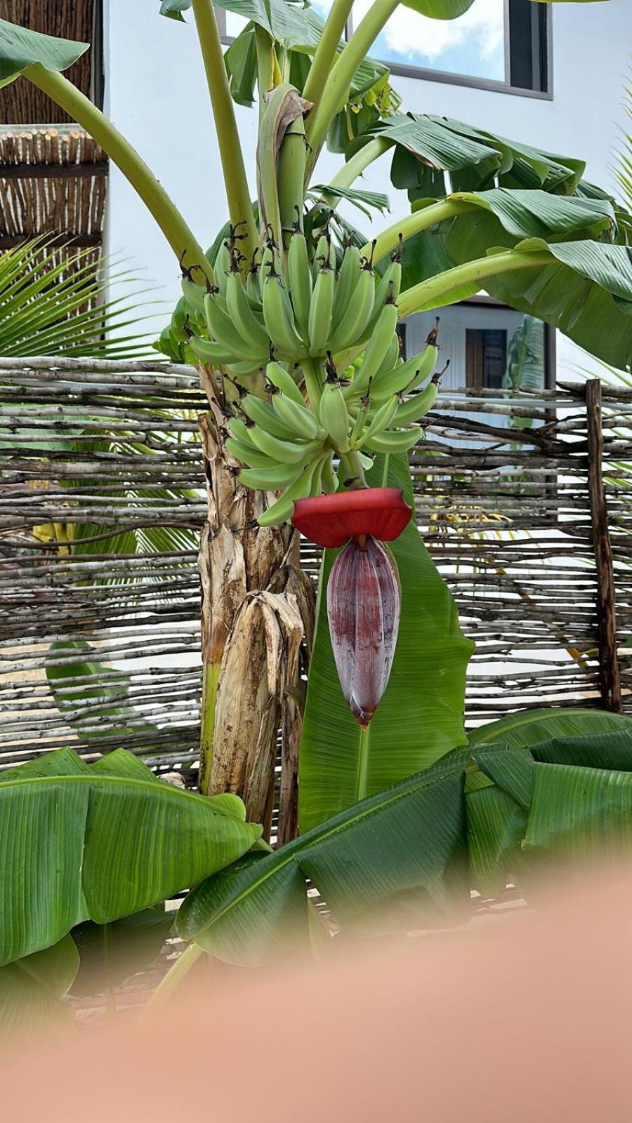 בווג'ו Maracuja Villa Zanzibar מראה חיצוני תמונה